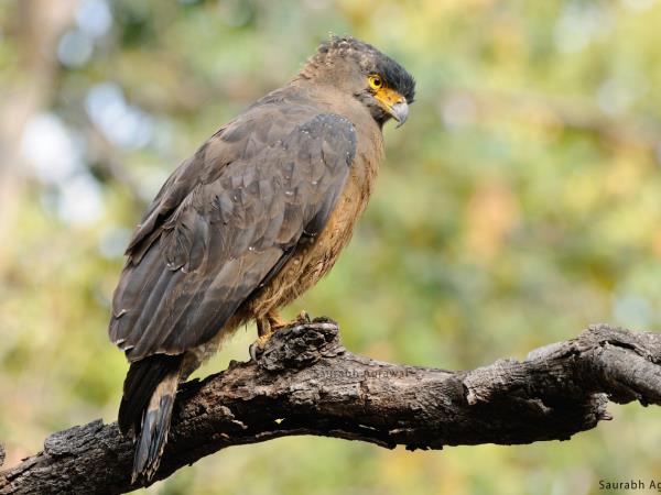 Central India holiday, culture and wildlife