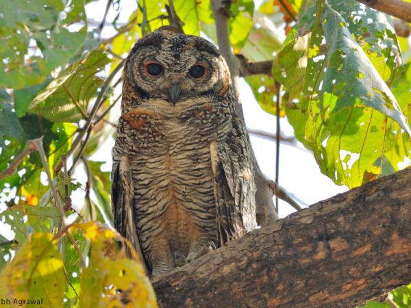 Central India holiday, culture and wildlife
