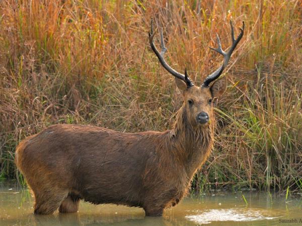 Central India holiday, culture and wildlife