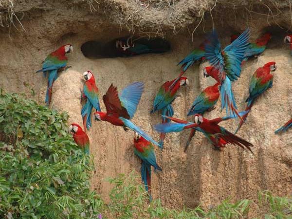 Peru tailor made holiday, Machu Picchu & Tambopata