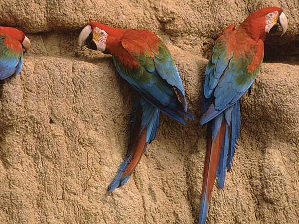 Peru tour, Andes to Amazon