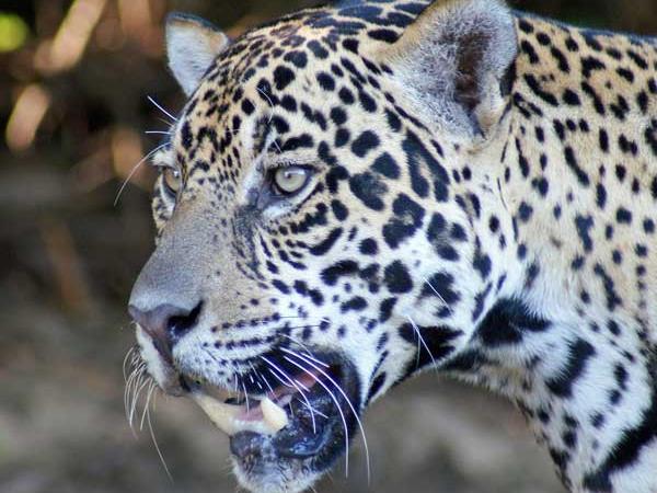 Wildlife holidays in Brazil, tailormade