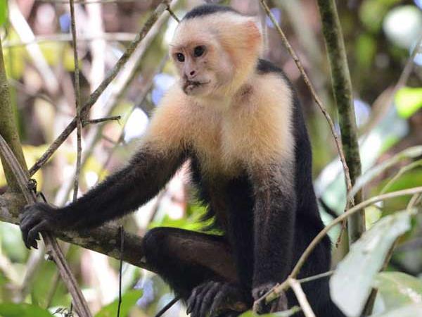 Wildlife holidays in Brazil, tailormade