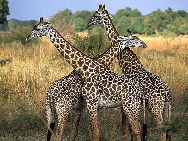 Zambia safari in South Luangwa