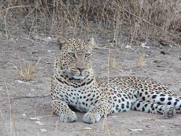 Zambia safari in South Luangwa
