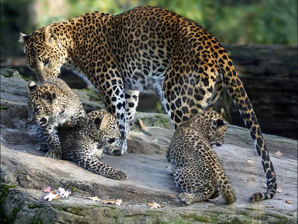 Tailor made wildlife tour of Sri Lanka