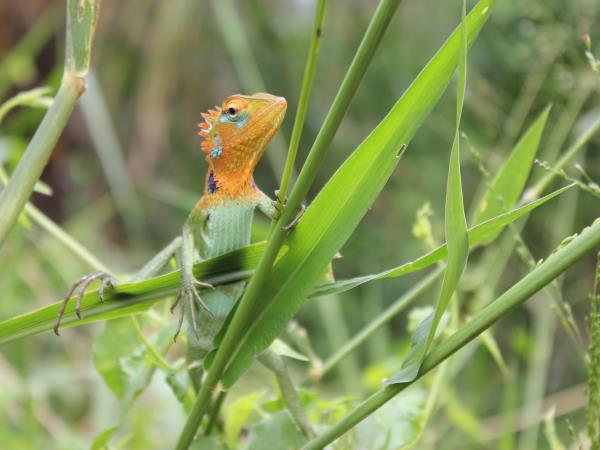 Tailor made wildlife tour of Sri Lanka