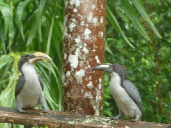 Tailor made wildlife tour of Sri Lanka