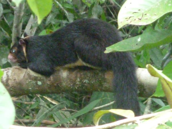 Tailor made wildlife tour of Sri Lanka