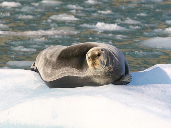 Arctic icebreaker cruise, Spitsbergen