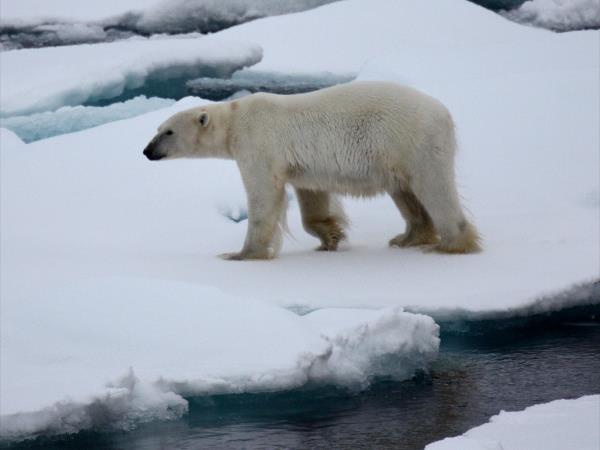 Arctic icebreaker cruise, Spitsbergen