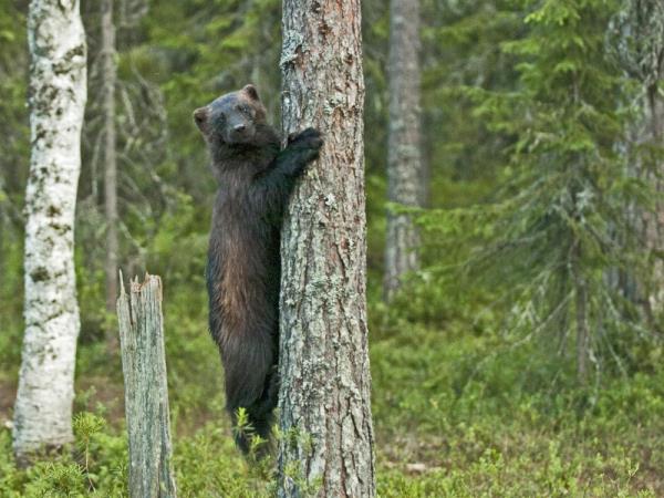 Wildlife photgraphy tour in Finland