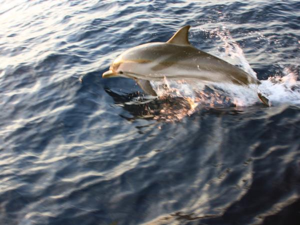 Sailing holiday in the Aegean Sea