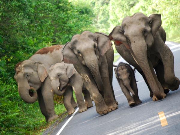 Thailand tailor made holiday, elephants, jungle & beach