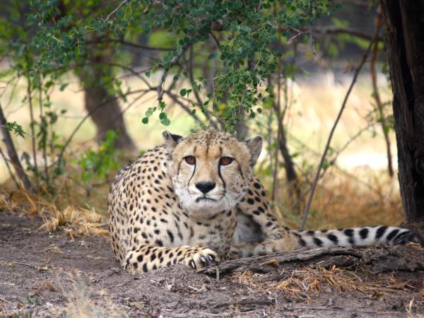 Volunteer with children & animals in South Africa