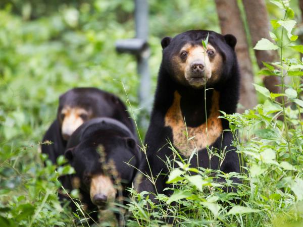 Volunteering with bears in Cambodia