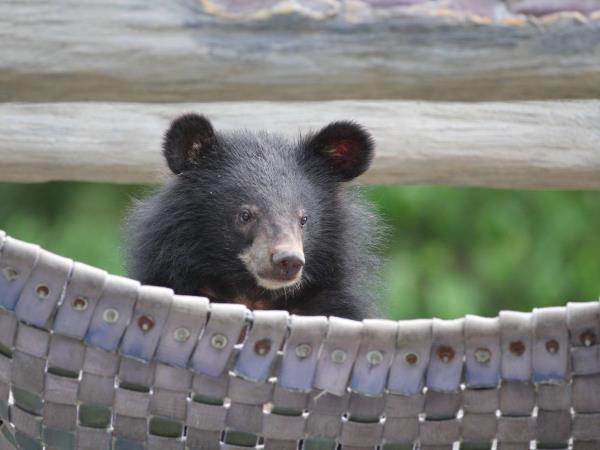 Volunteering with bears in Cambodia