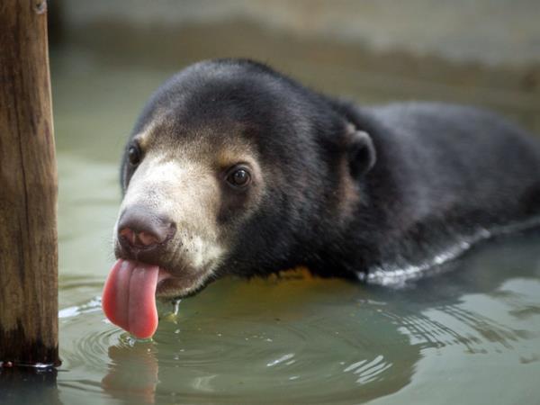 Volunteering with bears in Cambodia