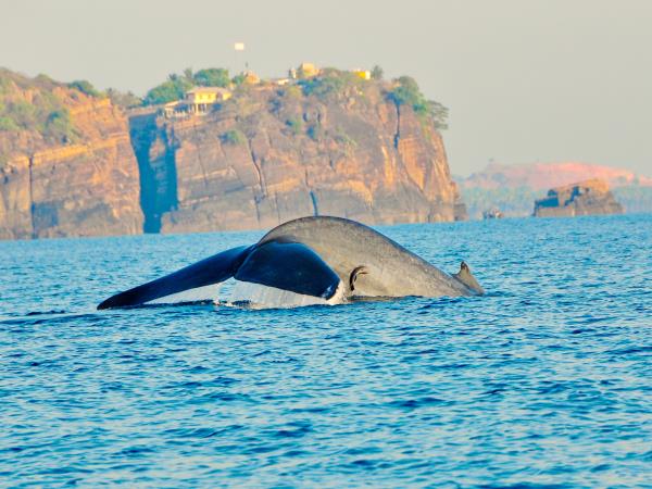 Wildlife tour and beach holiday, Sri Lanka