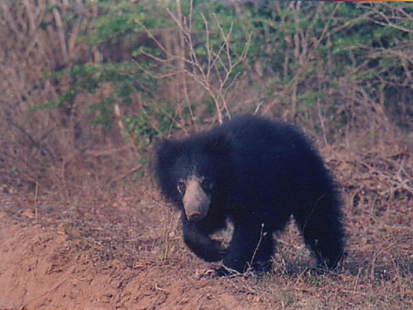 Wildlife tour and beach holiday, Sri Lanka
