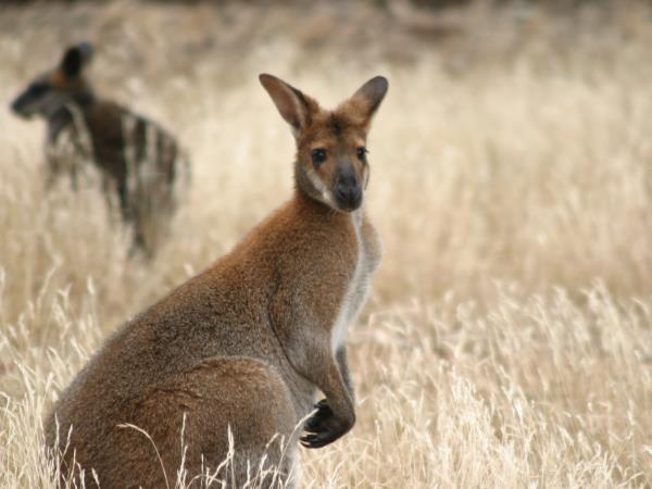 Victoria wildlife holiday in Australia