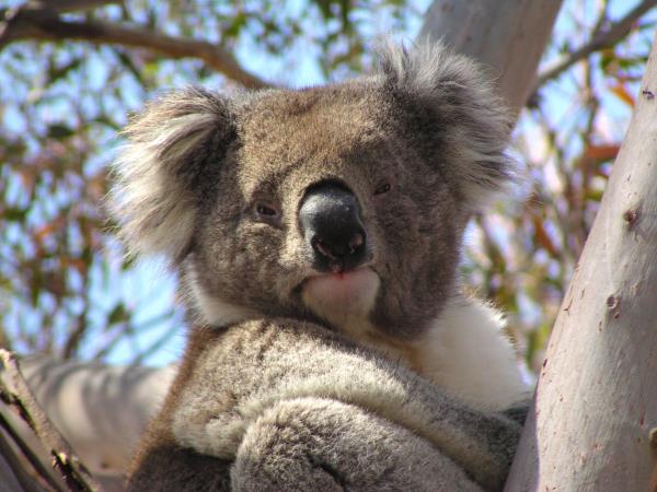 Victoria wildlife holiday in Australia