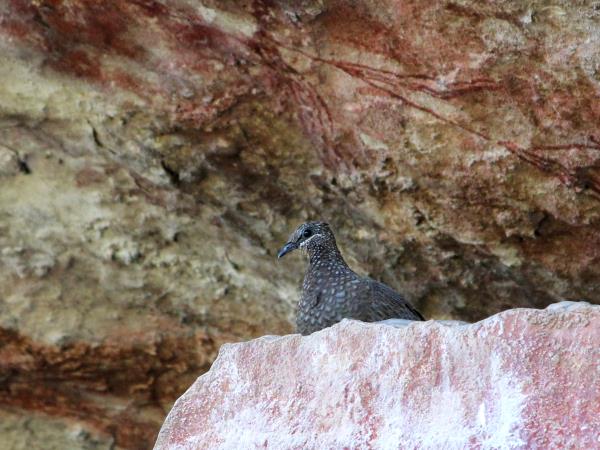Northern Territory wildlife tour, Australia