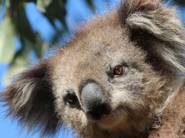 Great Ocean Road wildlife tours, Australia