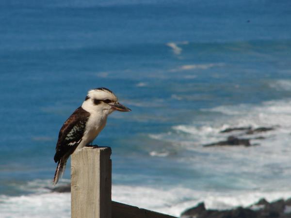 Great Ocean Road wildlife tours, Australia