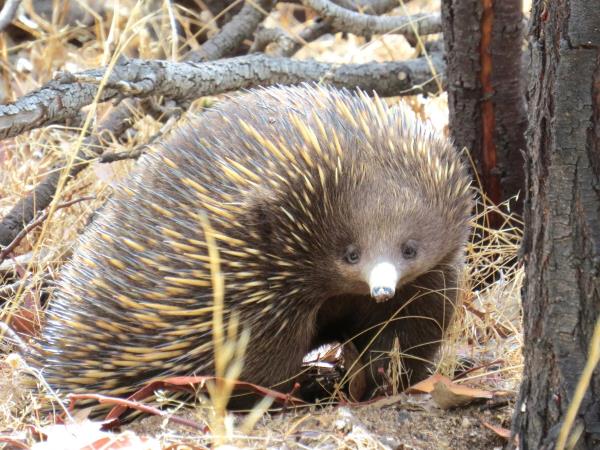 Great Ocean Road wildlife tours, Australia