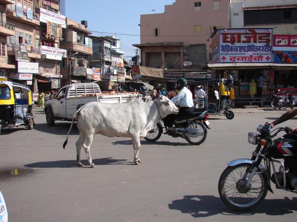 India family holiday