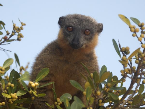Lemur conservation project in Madagascar