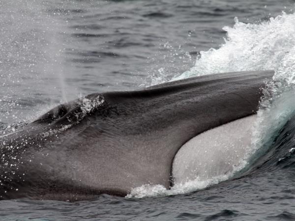 dolphins and whales for a research paper dolphins and whales for a research paper