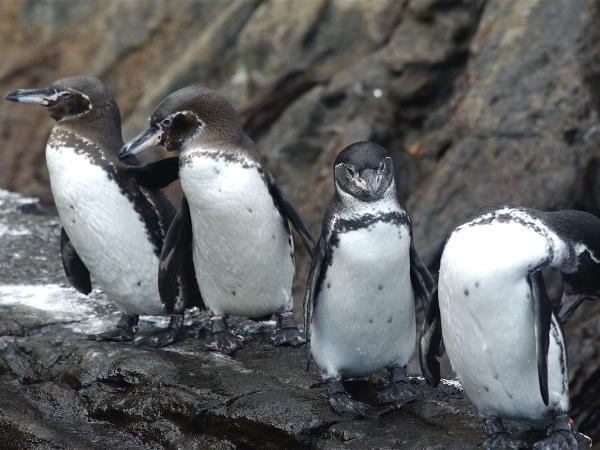 Flexible Galapagos Islands tailor made tour