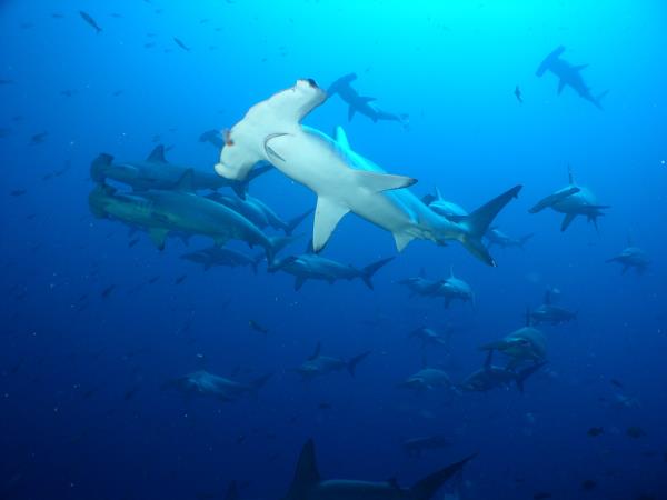 Flexible Galapagos Islands tailor made tour