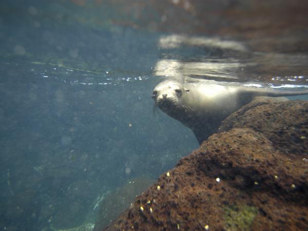 Flexible Galapagos Islands tailor made tour
