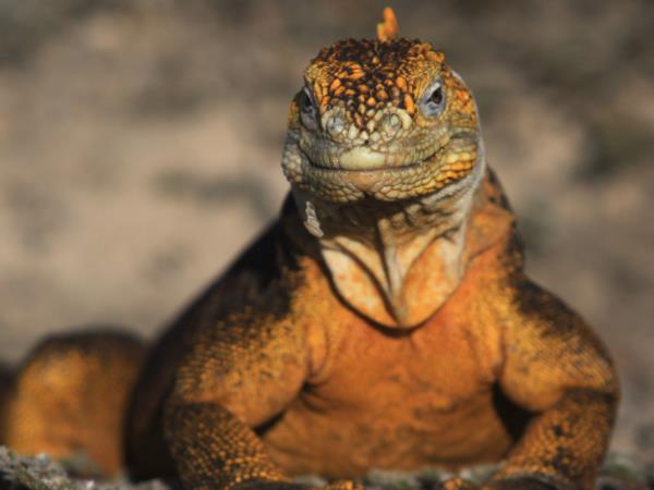 Galapagos active adventure tour, land based