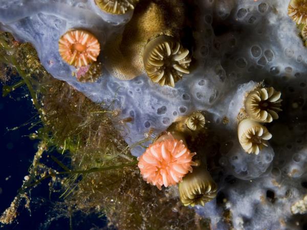 Liveaboard diving and sailing holiday in Greece