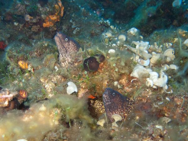 Liveaboard diving and sailing holiday in Greece