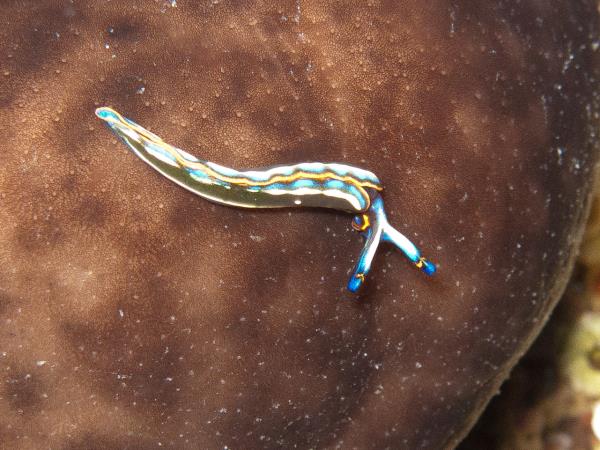 Liveaboard diving and sailing holiday in Greece