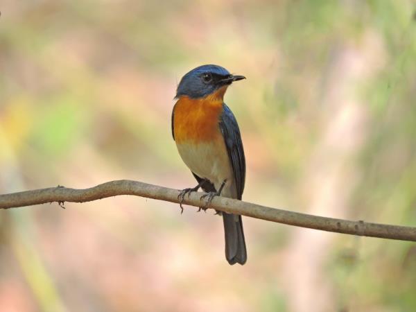 Central India cultural and wildlife tour, tigers & tribes