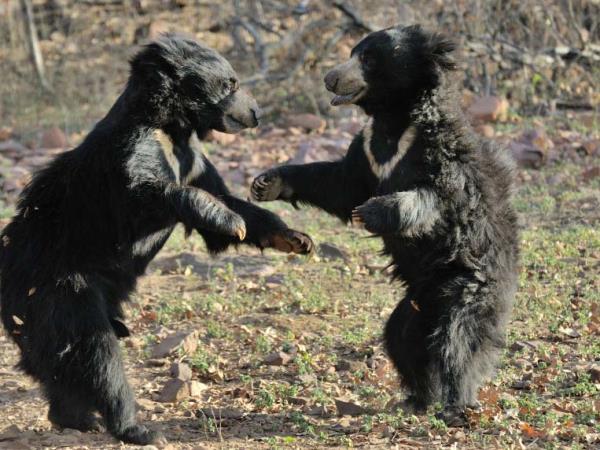 Central India cultural and wildlife tour, tigers & tribes