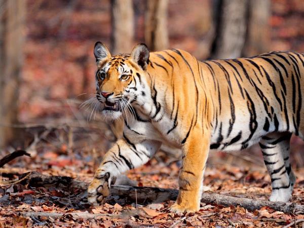 Central India cultural and wildlife tour, tigers & tribes