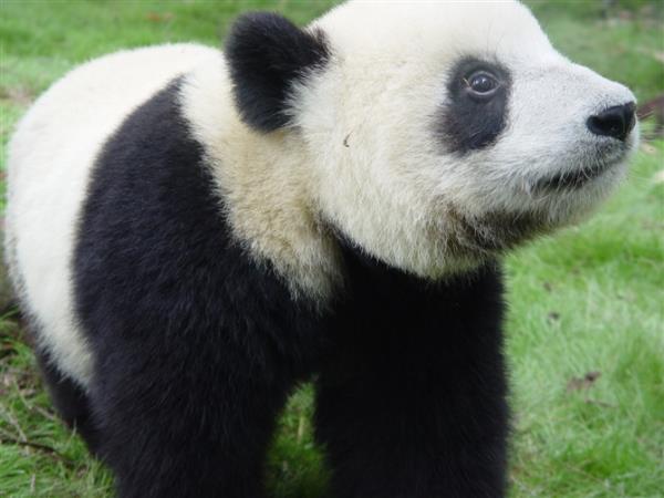Family wildlife holiday in China