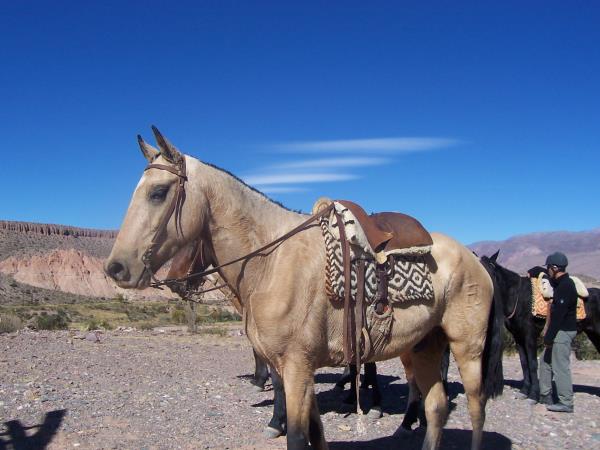 Horse riding and trekking in Argentina