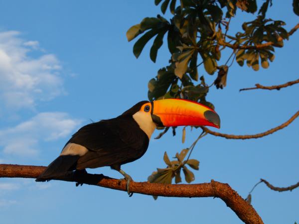 Brazil holiday, tailor made