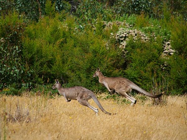 Grampians walking holidays, Victoria, Australia