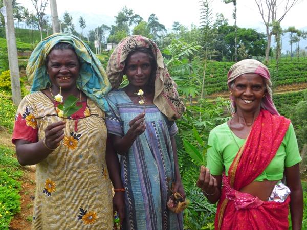 Sri Lanka on a shoestring