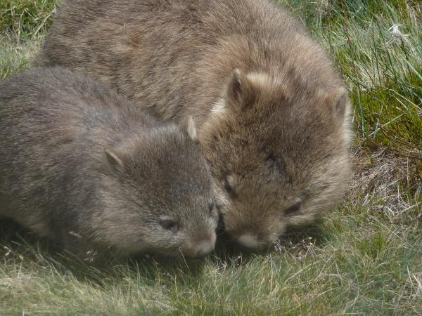Tasmania wilderness walking holiday in Australia