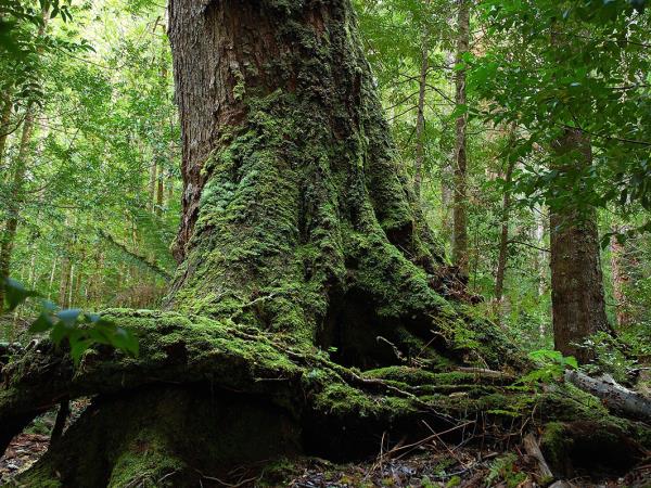 Tasmania wilderness walking holiday in Australia